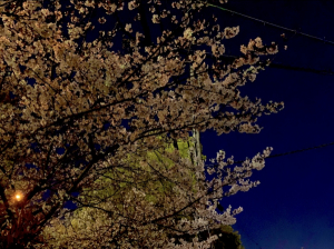 桜見てきました?