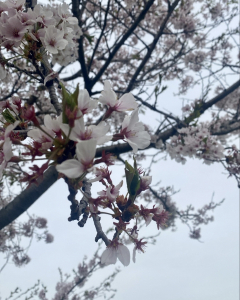 春だね❀.*･ﾟ✿゜:。*